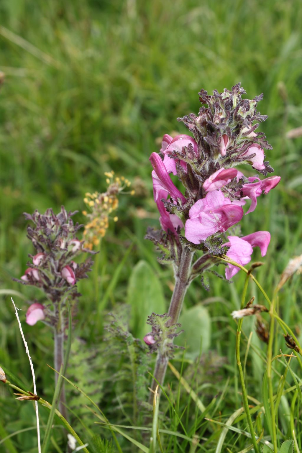 Pedicularis da ID.-1